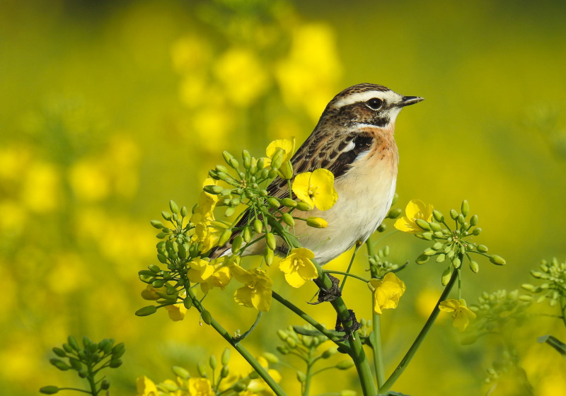 Spring Birding in Dalmatia