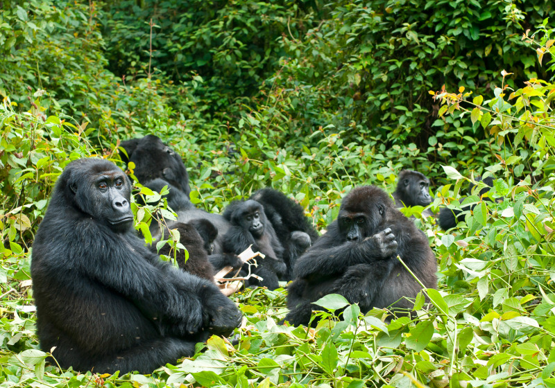 Uganda: Birds, Gorillas & Chimpanzees