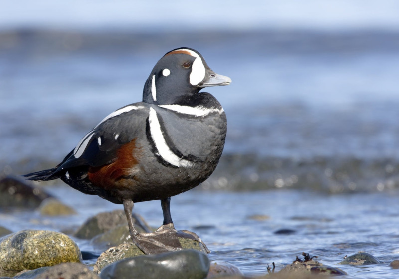 Ultimate British Columbia: Coast & Grasslands