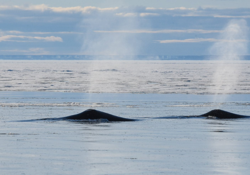 Walrus & Bowhead Whales